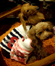 20070409e.jpg