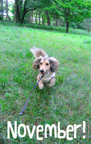 20061101a.jpg