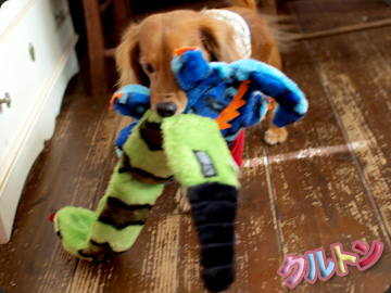 20111209e.jpg